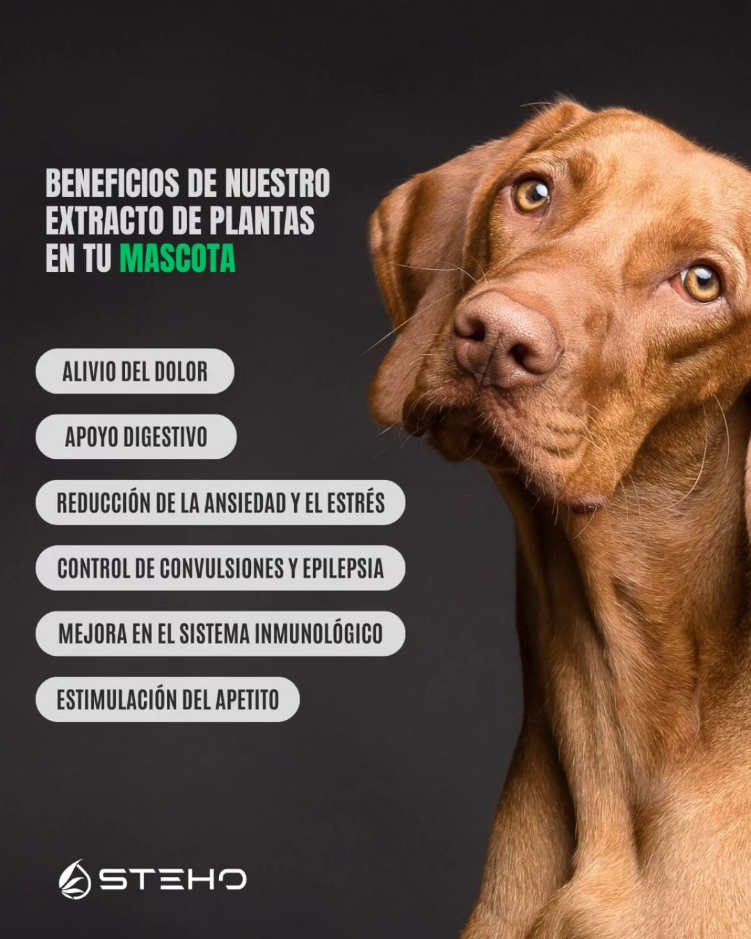 EXTRACTO DE PLANTAS MASCOTAS