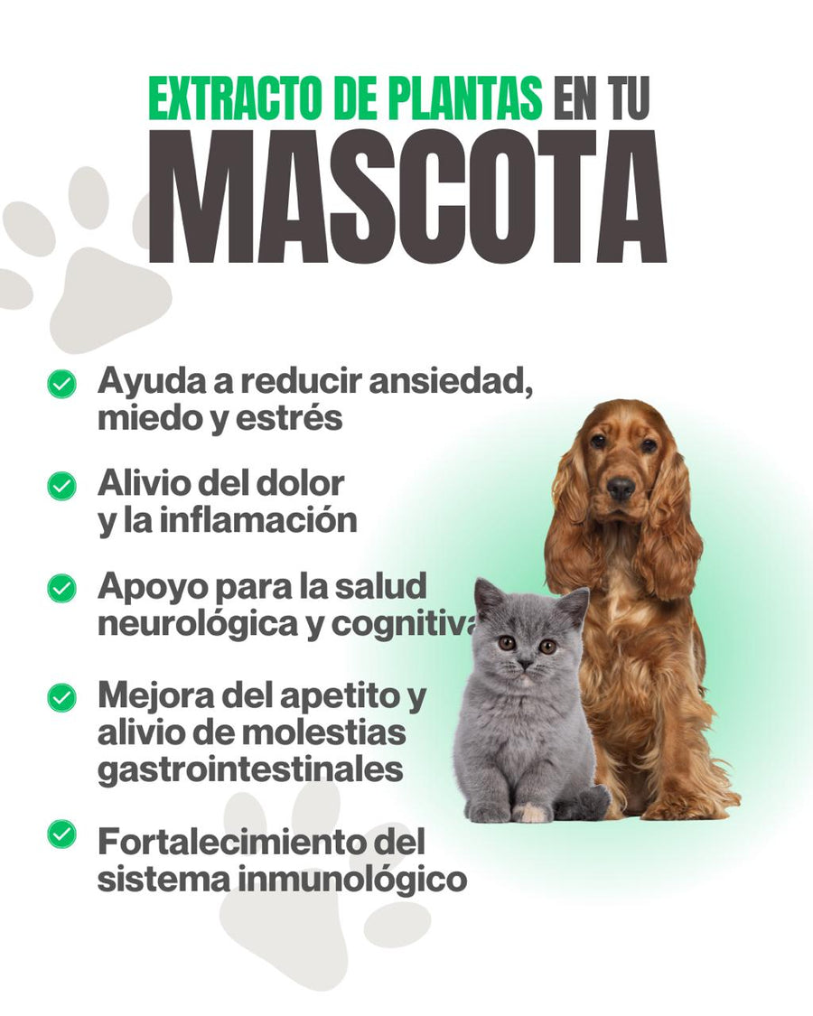 Beneficios del extracto de plantas para perros y gatos: ansiedad, miedo y estrés